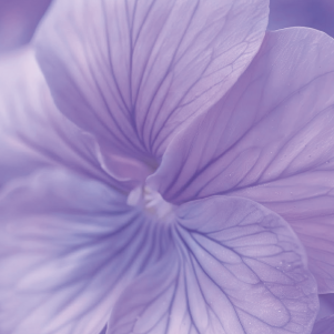 Purificación metálica